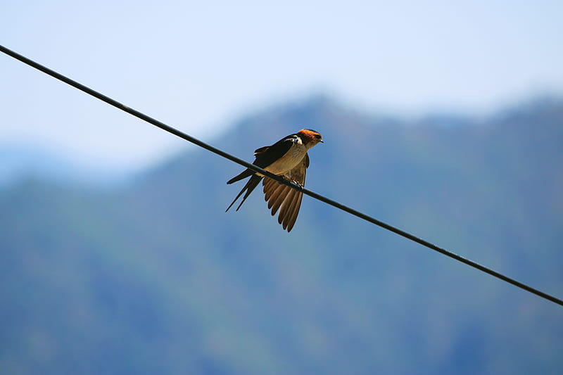 black and yellow bird on black wire during daytime, HD wallpaper