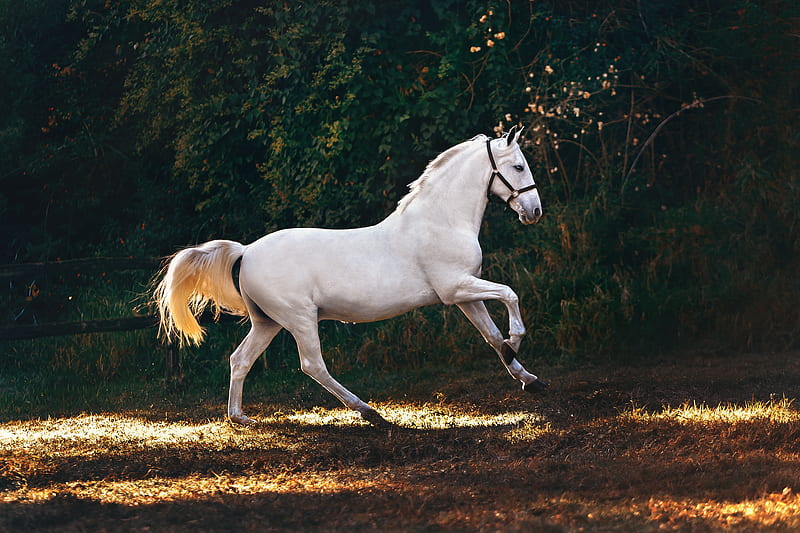white horse running on grass field, HD wallpaper
