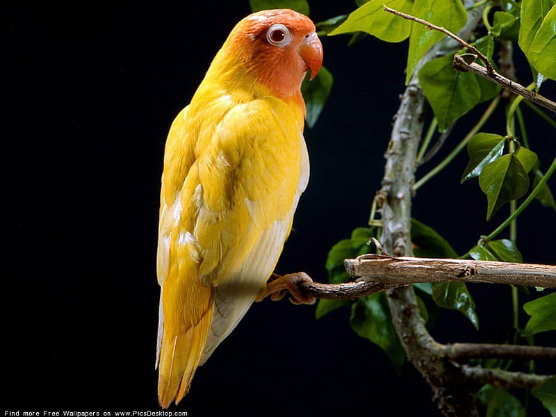 a young yellow bird perched on branches, leaves, branches, bird, animals, HD wallpaper