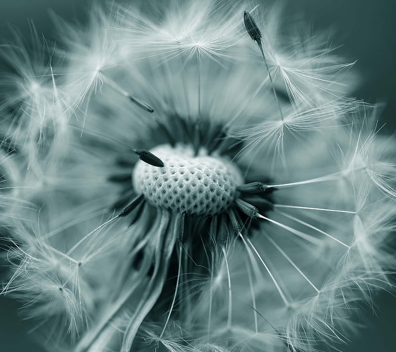 Dandelion, close up, flower macro, HD wallpaper