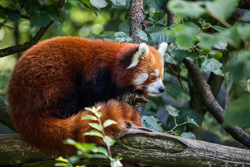 Animal, Red Panda, Wildlife, HD wallpaper | Peakpx