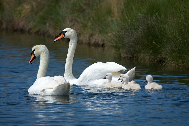 The Swan Family, babies, water, swans, animals, HD wallpaper