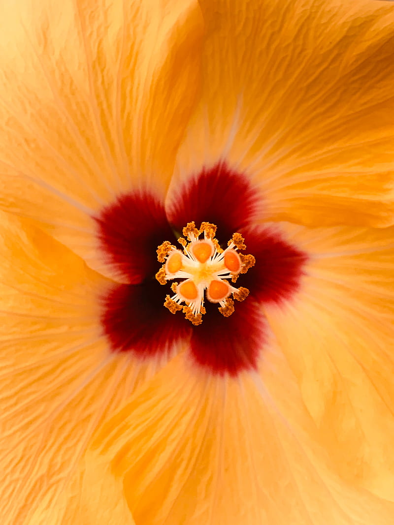 hibiscus, flower, yellow, macro, closeup, HD phone wallpaper
