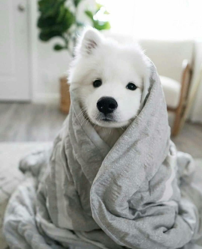 Dogs, bath, cute, fluffy, love, pets, puppies, puppy, towels, white, HD phone wallpaper