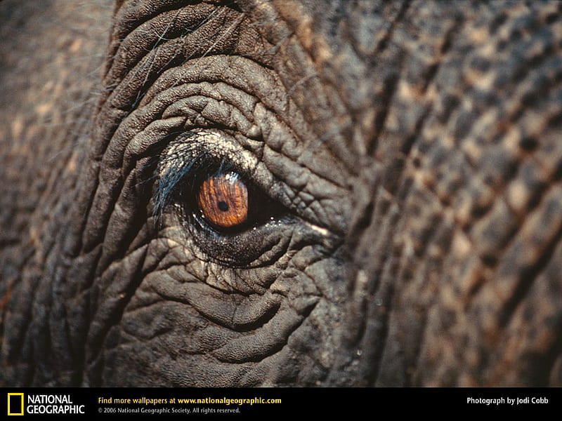 Asian elephant eye, asian-elephant-eye, HD wallpaper | Peakpx