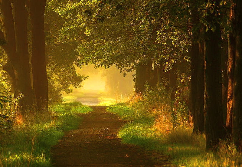 Going somewhere, forest, glow, green, path, trees, light, HD wallpaper ...