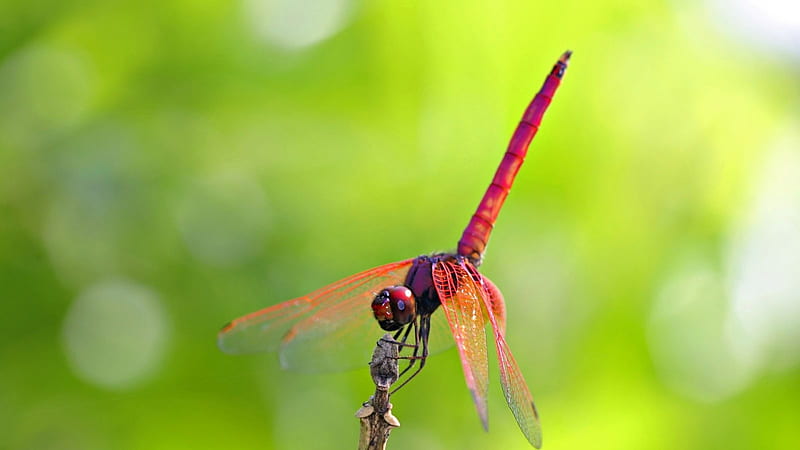 dragonfly, insect, red, animal, HD wallpaper