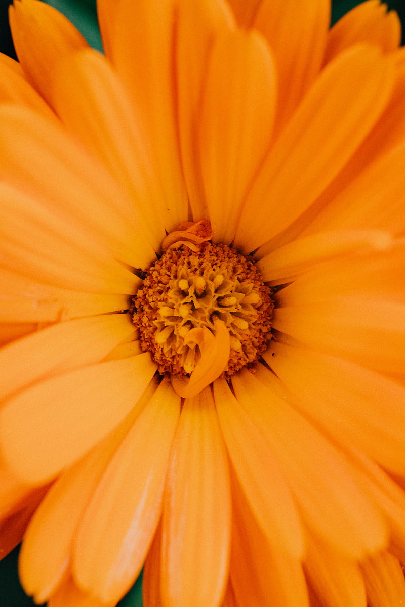 Yellow Flower in Macro Lens, HD phone wallpaper