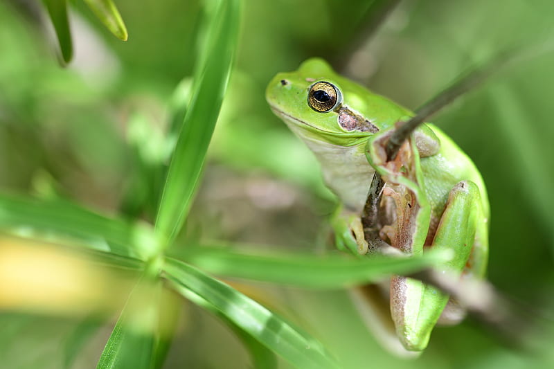 Frogs, Frog, Amphibian, Wildlife, HD wallpaper