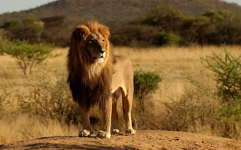 HIS HIGHNESS, king, mane, african, jungle, power, majestic, panthera leo, HD wallpaper