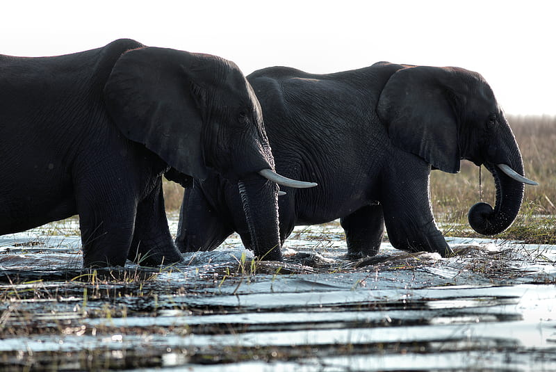 two black elephants walking in water, HD wallpaper