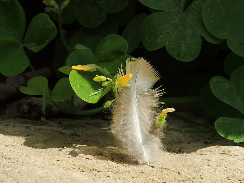 Flowers And Feather, Feather, Flowers, Rocks, Nature, graphy, HD