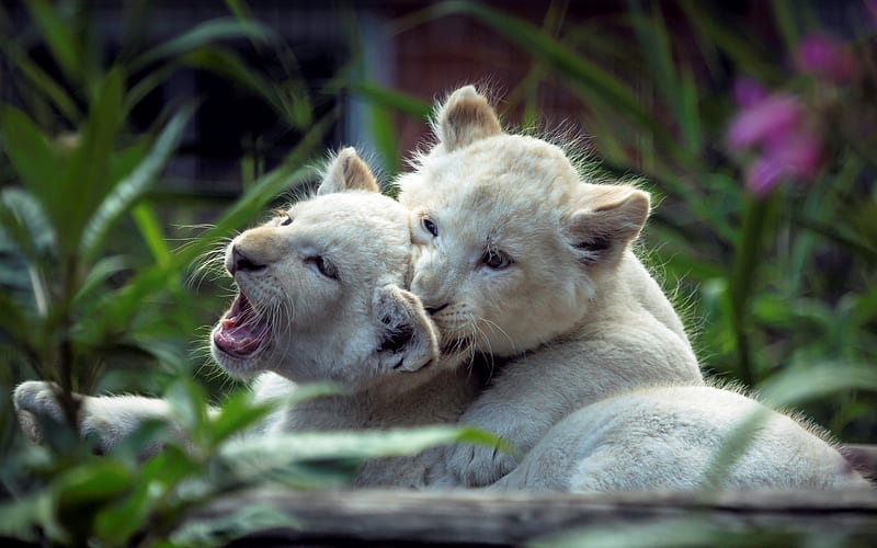 little lions, wildlife, cute animals, lions cubs, wild animals, lions, Asia, HD wallpaper