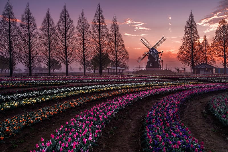 Windmill with colorful Tulips, Spring, Trees, Evening, Flowers, Tulips, Netherlands, Netherland, HD wallpaper