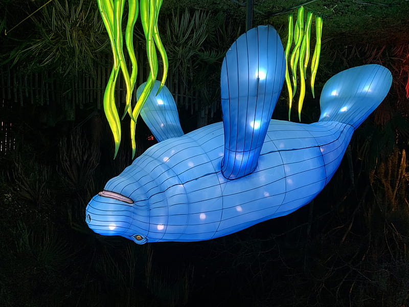 blue inflatable fish on green grass, HD wallpaper
