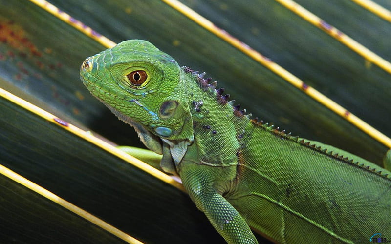 Green-Iguana, green, eye, iguana, reptiles, animals, HD wallpaper