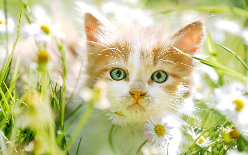 ginger kitten, little cute kitten, green eyes, pets, fluffy little cat, chamomile, cats, HD wallpaper