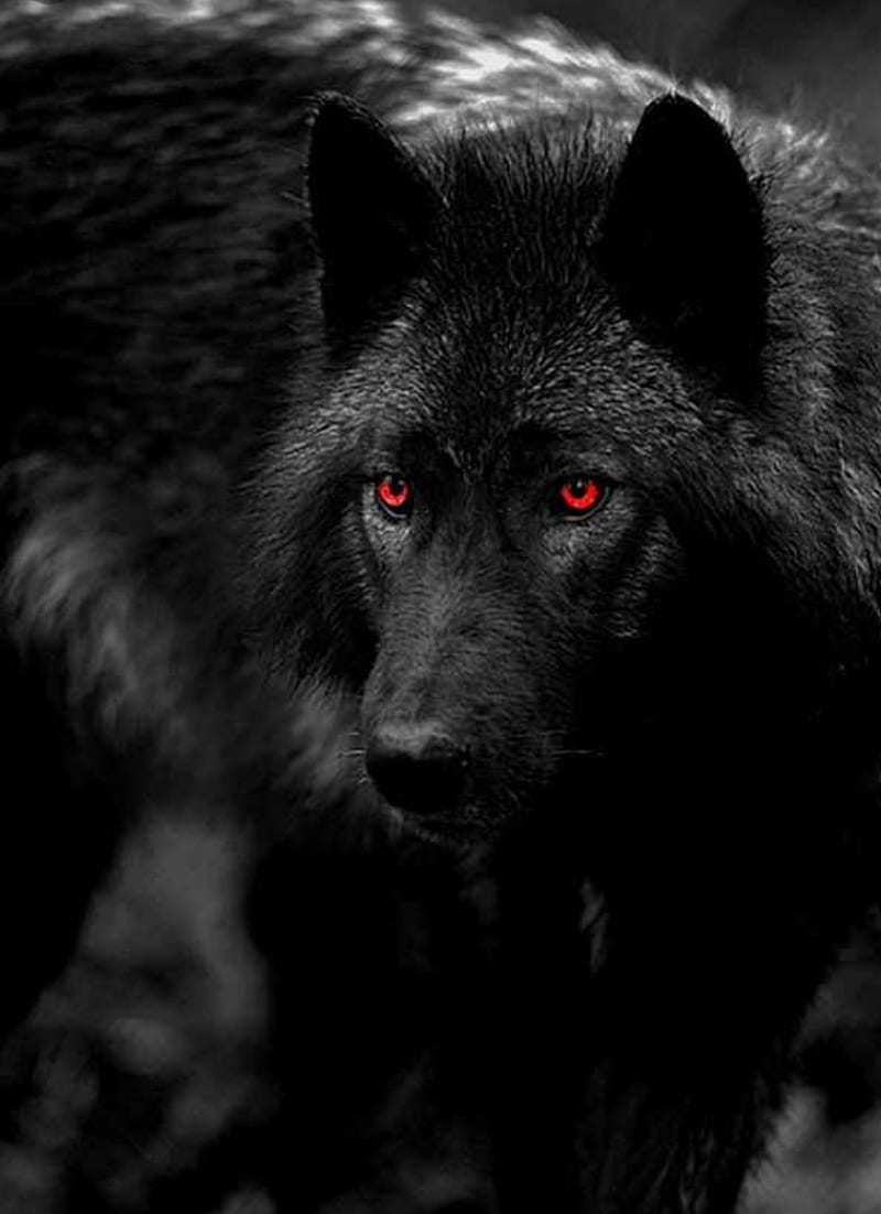 Black red eyed wolf, red eyed, HD phone wallpaper | Peakpx