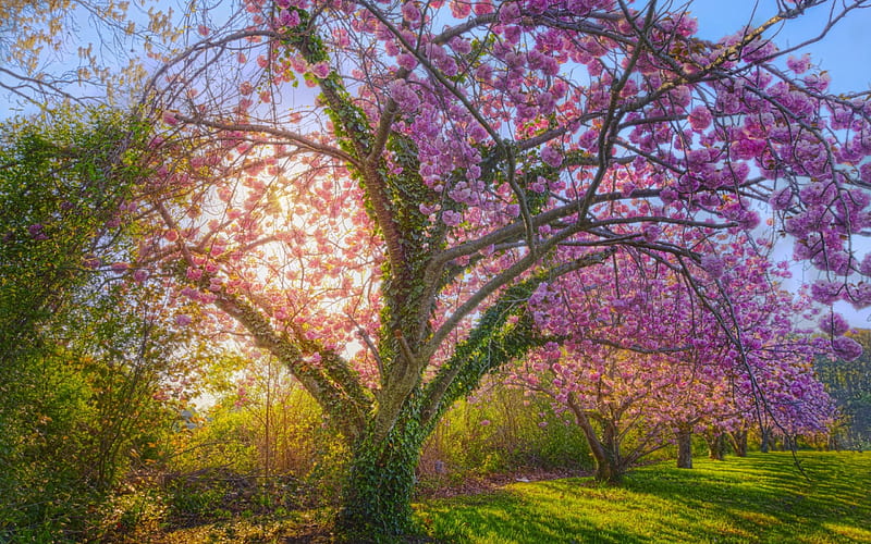 Springtime Morning, tree, sun, sunrise, blooming, landscape, HD wallpaper
