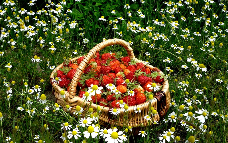 FRESH STRAWBERRIES, red, strawberry, food, grass, cart, chamomile, von, HD wallpaper