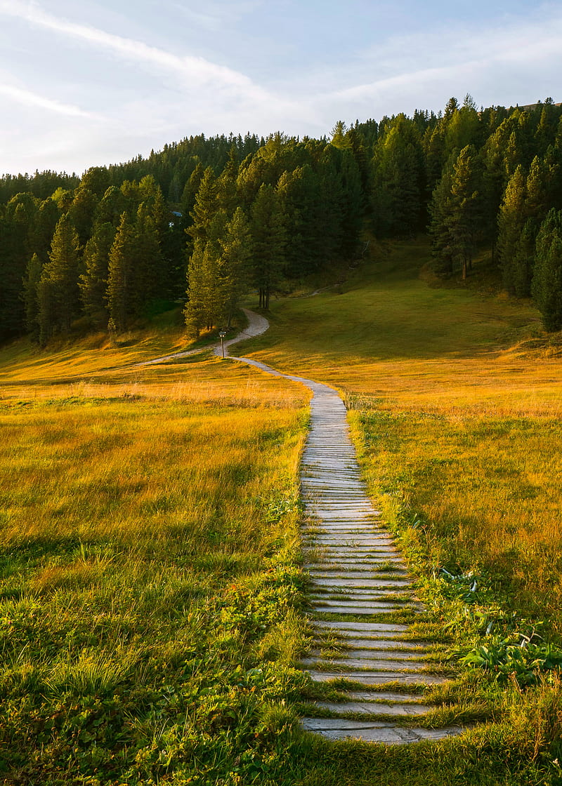 path, field, forest, grass, landscape, HD phone wallpaper