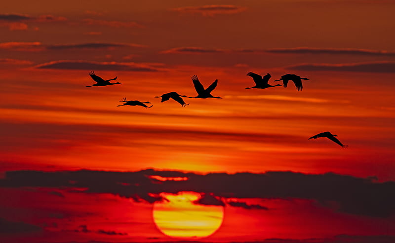 time-lapse graphy of flock of birds in flight during golden hour, HD wallpaper