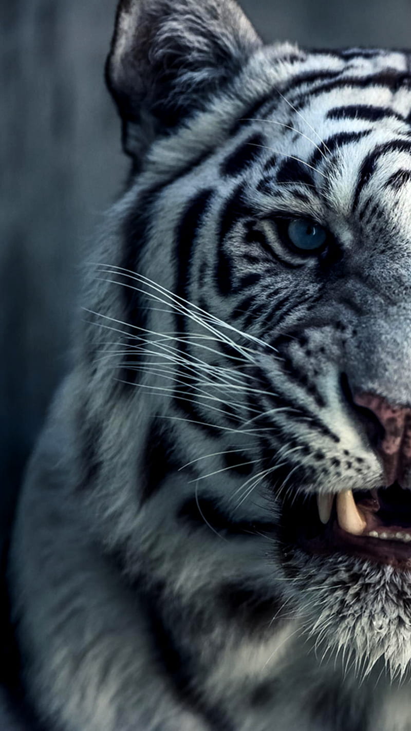 Wild Tiger, HD phone wallpaper