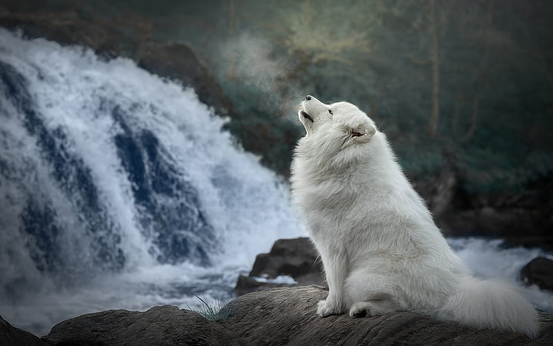 Samoyed, forest, white dog, cute animals, waterfall, furry dog, dogs, pets, Samoyed Dog, HD wallpaper