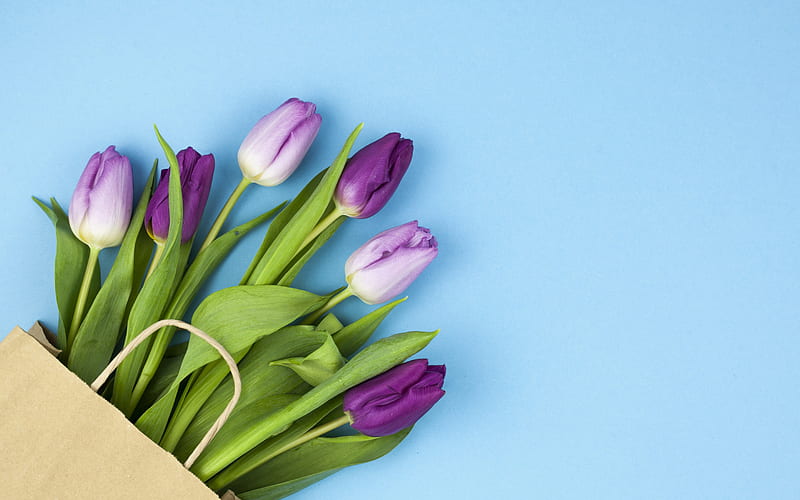 purple tulips, spring, tulips on a blue background, spring flowers, HD wallpaper