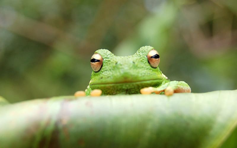 Frogs, Animal, Tree Frog, HD wallpaper Frogs, Animal, Tree Frog, HD wallpaper