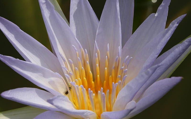 nymphaea-Flowers graphy, HD wallpaper