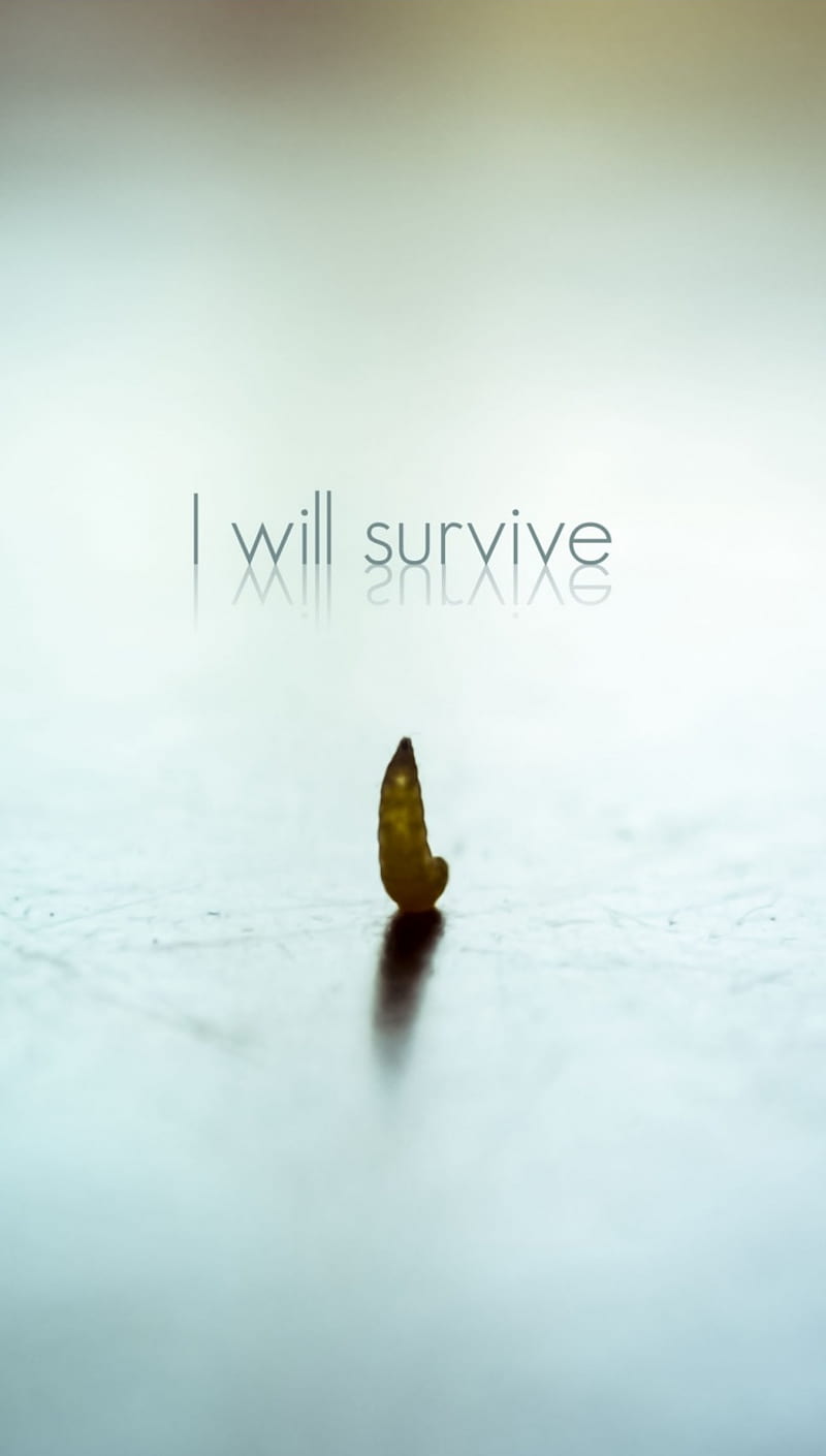 Survive, quote, think, HD phone wallpaper
