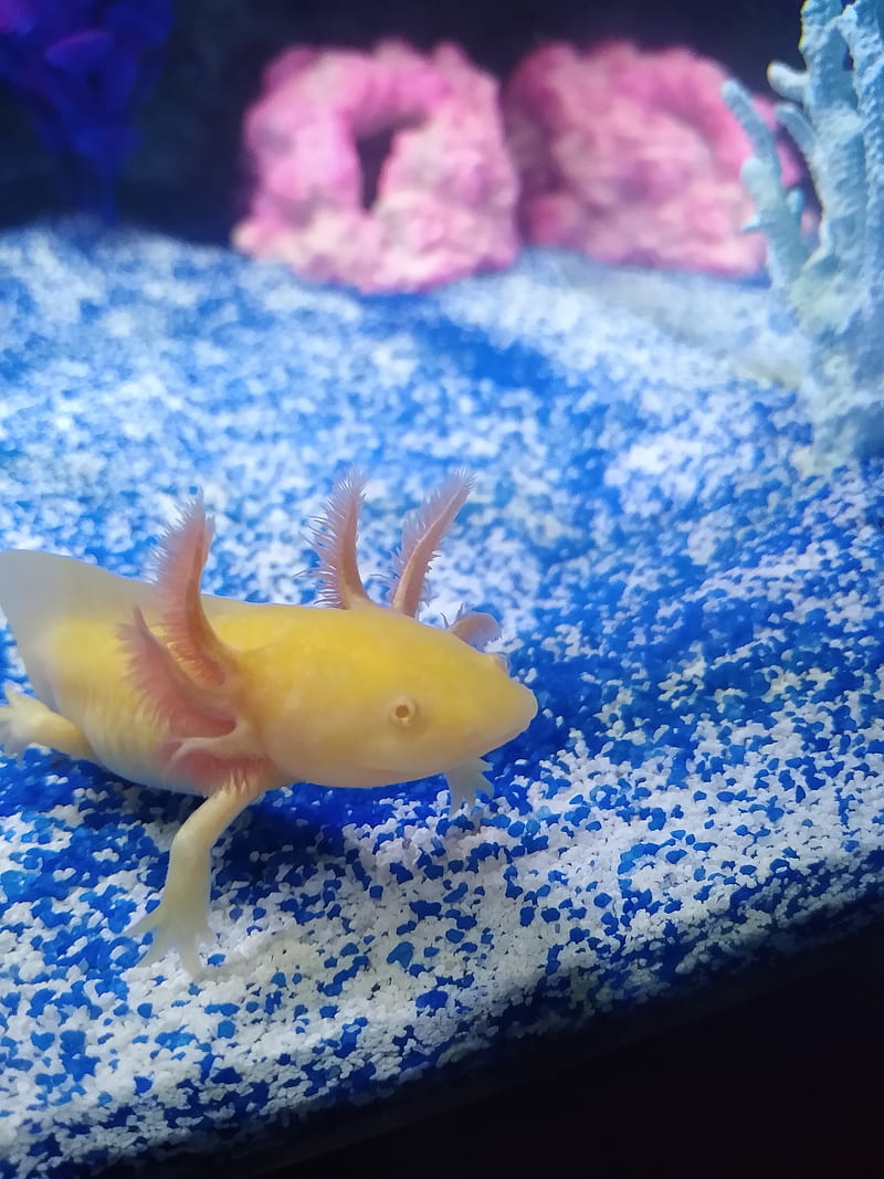 Gold Albino Axolotl, blue, fish, frogs, salamander, white, yellow, HD phone wallpaper