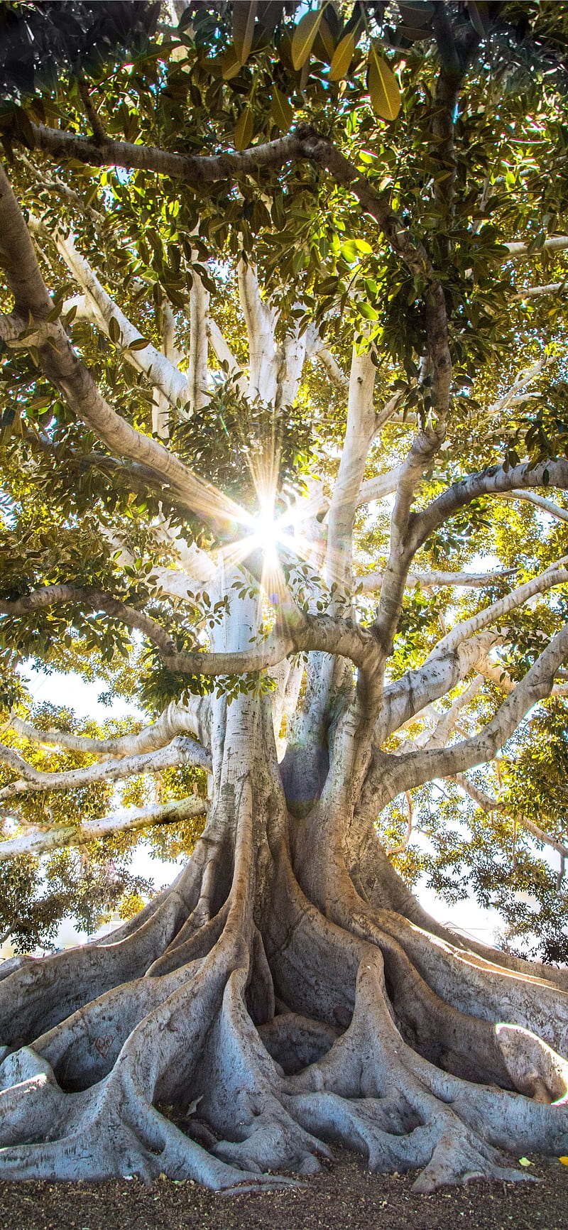 sun light passing through green leafed tree iPhone X, Tree of Life, HD phone wallpaper