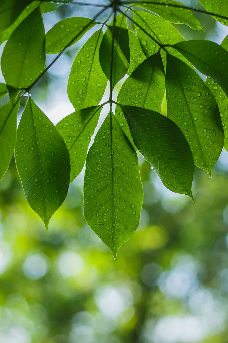 green leaves in tilt shift lens, HD phone wallpaper