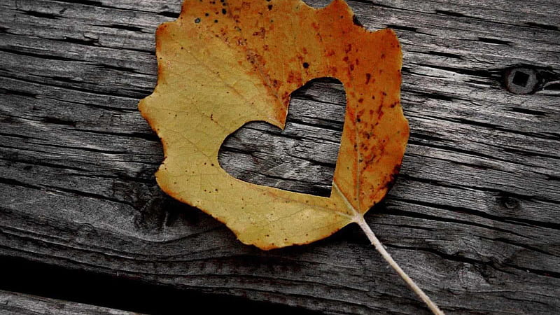 Heart Shape Dry Leaf On Wood Love, HD wallpaper