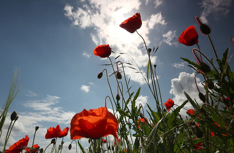Poppies in Sunlight, flowers, sky, sunlight, poppies, HD wallpaper | Peakpx