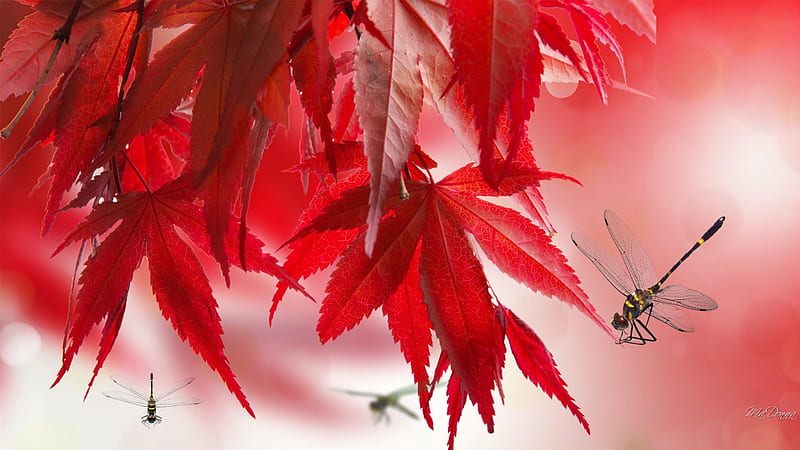 Maple Red Dragonflies, red, fall, autumn, dragonflies, summer, Japanese maple, HD wallpaper