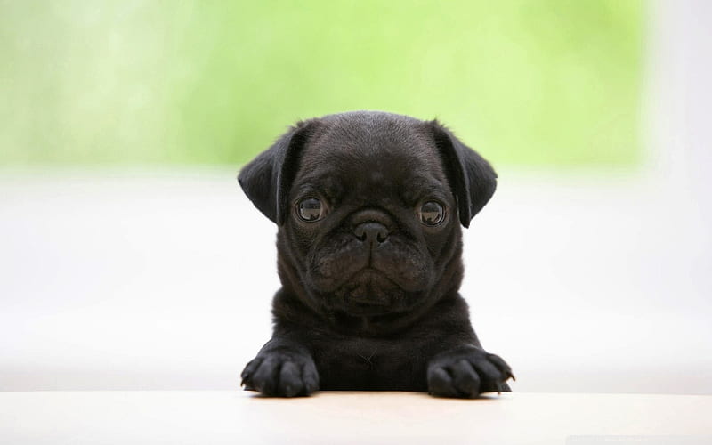black pug puppy-dog animal, HD wallpaper