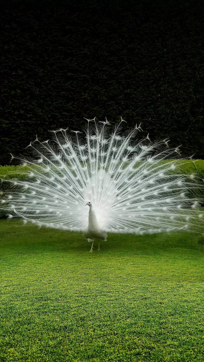White Peacock , beutiful, birds, nature, white peacock, HD phone wallpaper