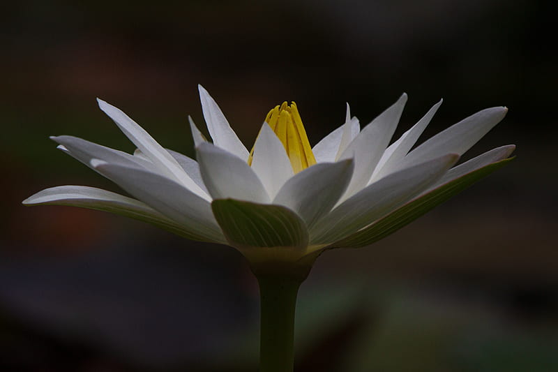 macro graphy of white and yellow lotus flower, HD wallpaper