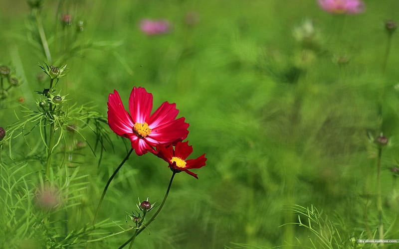 Autumn flowers-grass in the cosmos 31, HD wallpaper