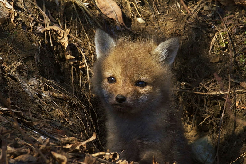 Fox Pup, wilderness, predator, anxious, cave, sweet, HD wallpaper