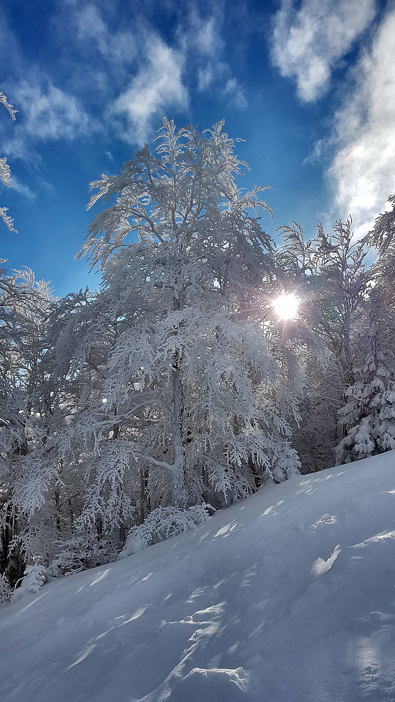 Winter, blue, cold, frozen tree, sky, snow, sun, tree, HD phone wallpaper