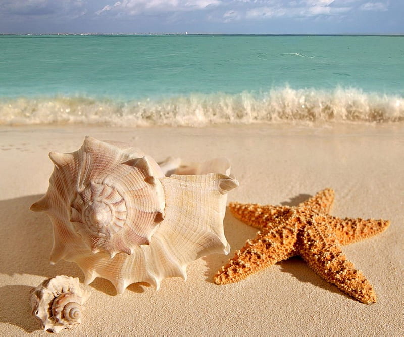Seashells Beach, beach, seashell, star, HD wallpaper