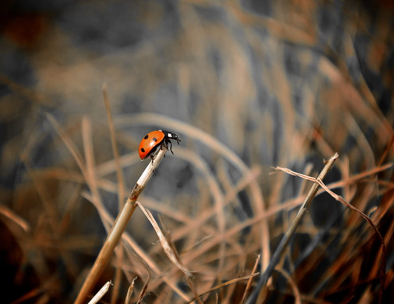 ladybug, grass, macro, focus, HD wallpaper