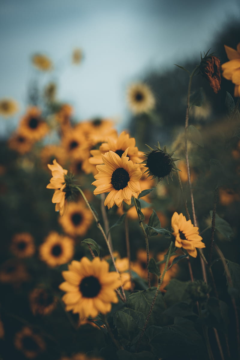sunflowers, flowers, field, yellow, petals, HD phone wallpaper