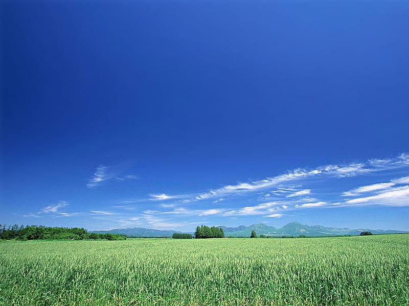 Peaceful field, cloud, grass, nature, sky, field, HD wallpaper