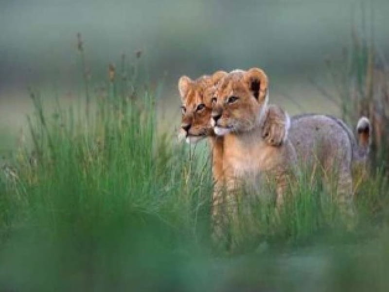 Together We Can Face Anything!, brother, together, comfort, brave, baby, lion, growing up, united, cub, HD wallpaper