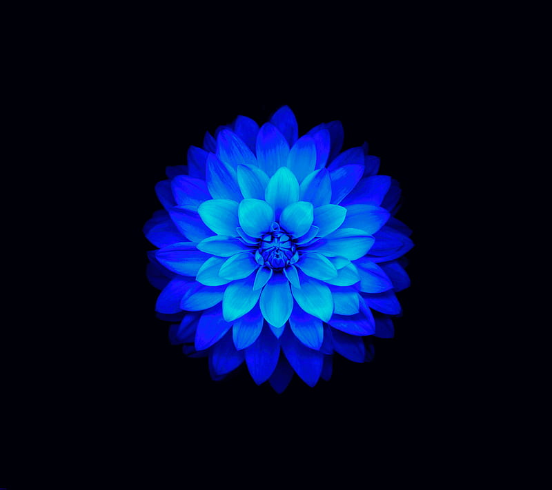 IOS Flower Blue SB, abstract, apple, lotus, HD wallpaper